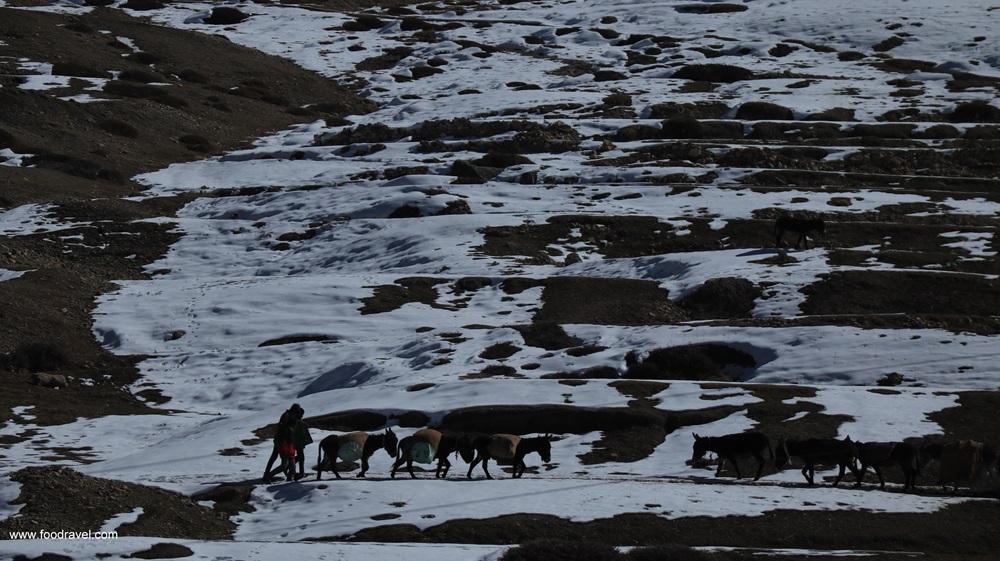 kibber spiti valley